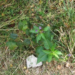 Photographie n°2324596 du taxon Solanum dulcamara L. [1753]