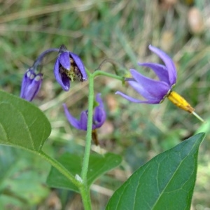 Photographie n°2324598 du taxon Solanum dulcamara L. [1753]