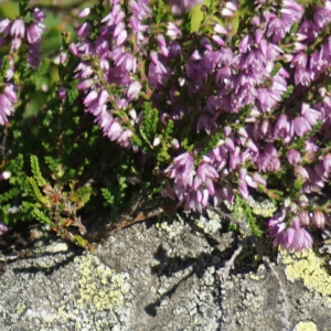 Photographie n°2324617 du taxon Calluna vulgaris (L.) Hull