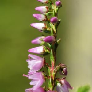 Photographie n°2324619 du taxon Calluna vulgaris (L.) Hull