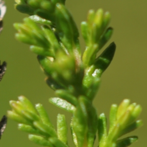 Photographie n°2324626 du taxon Calluna vulgaris (L.) Hull