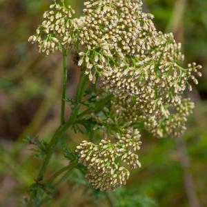 Photographie n°2324764 du taxon Achillea ligustica All. [1773]