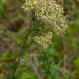 Photographie n°2324765 du taxon Achillea ligustica All. [1773]