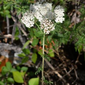 Photographie n°2324770 du taxon Achillea ligustica All. [1773]