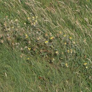 Photographie n°2324779 du taxon Anthyllis vulneraria L. [1753]
