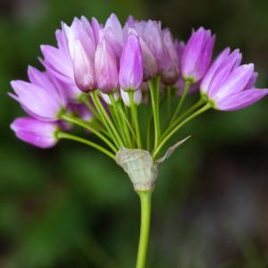 Photographie n°2324780 du taxon Allium roseum L.