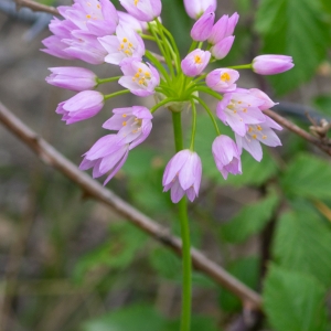 Photographie n°2324782 du taxon Allium roseum L.