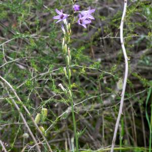 Photographie n°2324798 du taxon Campanula rapunculus L. [1753]