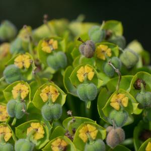 Photographie n°2324823 du taxon Euphorbia characias L. [1753]