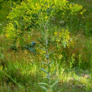 Photographie n°2324847 du taxon Isatis tinctoria L.