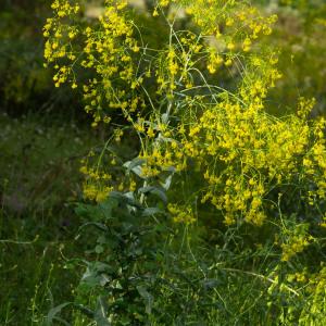 Photographie n°2324848 du taxon Isatis tinctoria L.