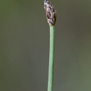 Photographie n°2324851 du taxon Eleocharis palustris (L.) Roem. & Schult. [1817]