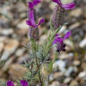 Photographie n°2324856 du taxon Lavandula stoechas subsp. stoechas 