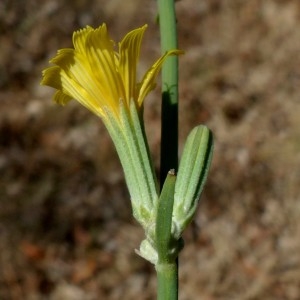 Photographie n°2324894 du taxon Chondrilla juncea L. [1753]