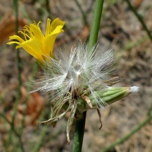 Photographie n°2324895 du taxon Chondrilla juncea L. [1753]