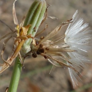 Photographie n°2324901 du taxon Chondrilla juncea L. [1753]