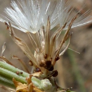 Photographie n°2324902 du taxon Chondrilla juncea L. [1753]