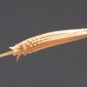 Photographie n°2324907 du taxon Chondrilla juncea L. [1753]