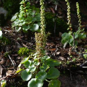 Photographie n°2324959 du taxon Umbilicus rupestris (Salisb.) Dandy