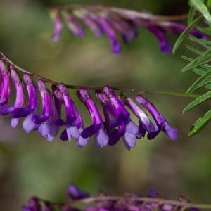 Photographie n°2324961 du taxon Vicia cracca L. [1753]