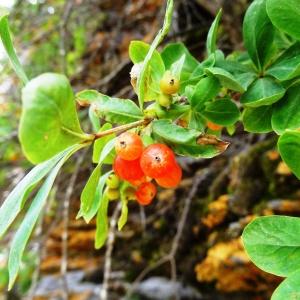 Photographie n°2324977 du taxon Lonicera pyrenaica subsp. pyrenaica 