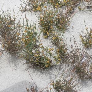 Photographie n°2324996 du taxon Ephedra distachya subsp. distachya 