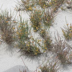 Photographie n°2324997 du taxon Ephedra distachya subsp. distachya 