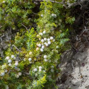 Photographie n°2325020 du taxon Juniperus oxycedrus subsp. macrocarpa (Sm.) Ball
