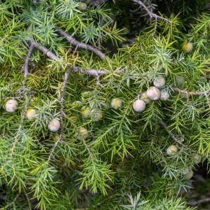 Photographie n°2325023 du taxon Juniperus oxycedrus subsp. macrocarpa (Sm.) Ball