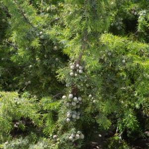 Photographie n°2325024 du taxon Juniperus oxycedrus subsp. macrocarpa (Sm.) Ball