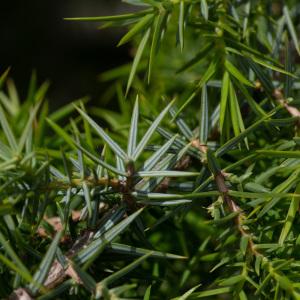 Photographie n°2325025 du taxon Juniperus oxycedrus subsp. macrocarpa (Sm.) Ball