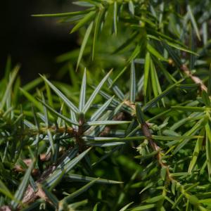 Photographie n°2325026 du taxon Juniperus oxycedrus subsp. macrocarpa (Sm.) Ball