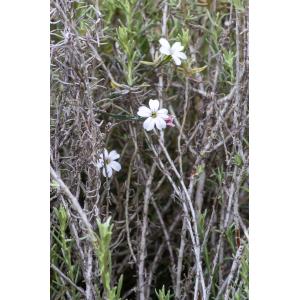 Petrorhagia saxifraga subsp. gasparrinii (Guss.) Greuter & Burdet (Tunique de Gasparrini)