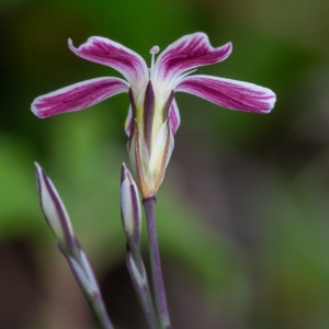  - Petrorhagia saxifraga subsp. gasparrinii (Guss.) Greuter & Burdet [1984]