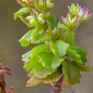 Photographie n°2325063 du taxon Phedimus stellatus (L.) Raf.