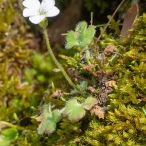 Photographie n°2325077 du taxon Saxifraga corsica (Ser.) Gren. & Godr. [1848]
