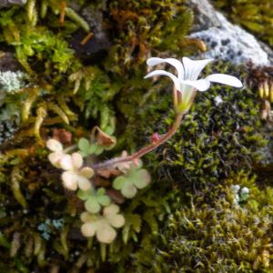 Photographie n°2325078 du taxon Saxifraga corsica (Ser.) Gren. & Godr. [1848]