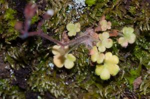 Jean-Jacques Houdré, le 20 mai 2019 (Moltifao)