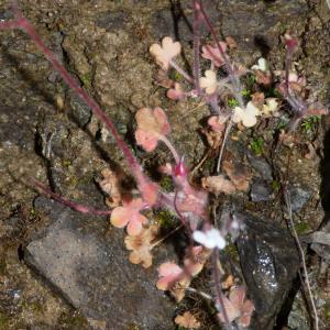  - Saxifraga corsica (Ser.) Gren. & Godr. [1848]