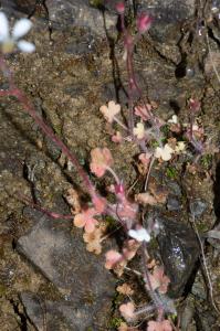 Jean-Jacques Houdré, le 20 mai 2019 (Moltifao)