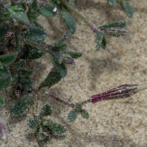 Photographie n°2325104 du taxon Silene succulenta subsp. corsica (DC.) Nyman [1878]