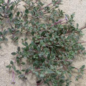 Photographie n°2325105 du taxon Silene succulenta subsp. corsica (DC.) Nyman [1878]