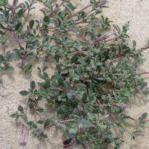 Photographie n°2325106 du taxon Silene succulenta subsp. corsica (DC.) Nyman [1878]