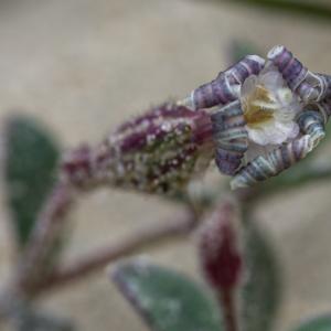 Photographie n°2325107 du taxon Silene succulenta subsp. corsica (DC.) Nyman [1878]
