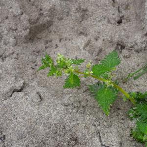 Photographie n°2325131 du taxon Urtica pilulifera L. [1753]