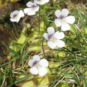 Photographie n°2325141 du taxon Pinguicula corsica Bernard & Gren. [1853]