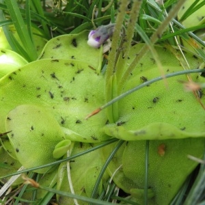 Photographie n°2325144 du taxon Pinguicula corsica Bernard & Gren. [1853]