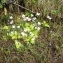  Pauline Guillaumeau - Pinguicula corsica Bernard & Gren. [1853]