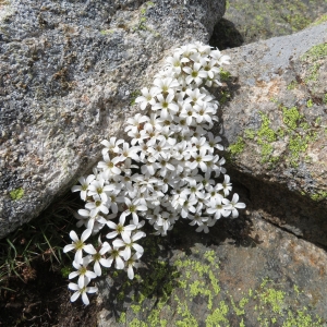  - Saxifraga corsica (Ser.) Gren. & Godr. [1848]