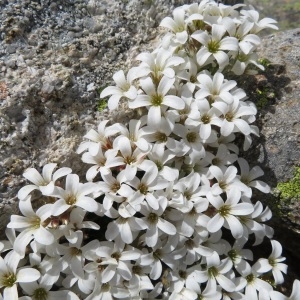  - Saxifraga corsica (Ser.) Gren. & Godr. [1848]